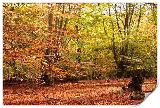 Epping Forest Autumn 4 Print by paul petty