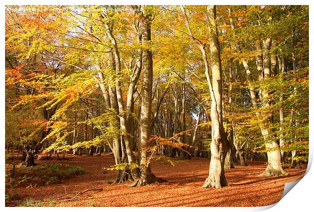  Epping Forest Autumn 6 Print by paul petty