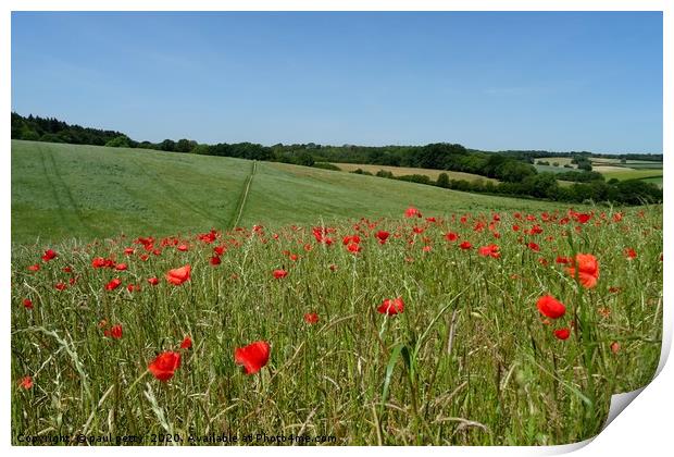                                Chiltern Poppies Print by paul petty