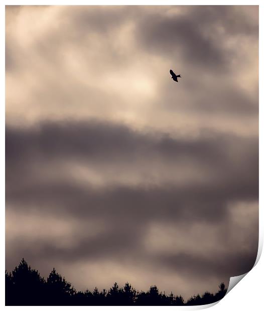 Red Kite over Gibside Print by Kenton Levitt