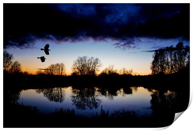 Flying crows,sunset Print by Catherine Davies
