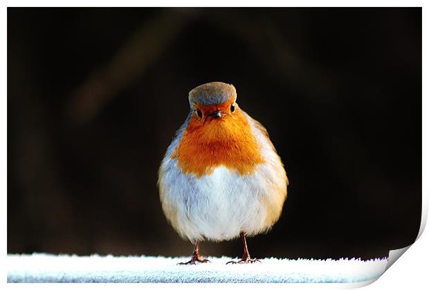 Why the long face, Robin Print by Catherine Davies