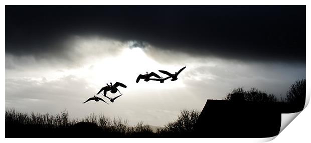 The squadron, flying birds Print by Catherine Davies