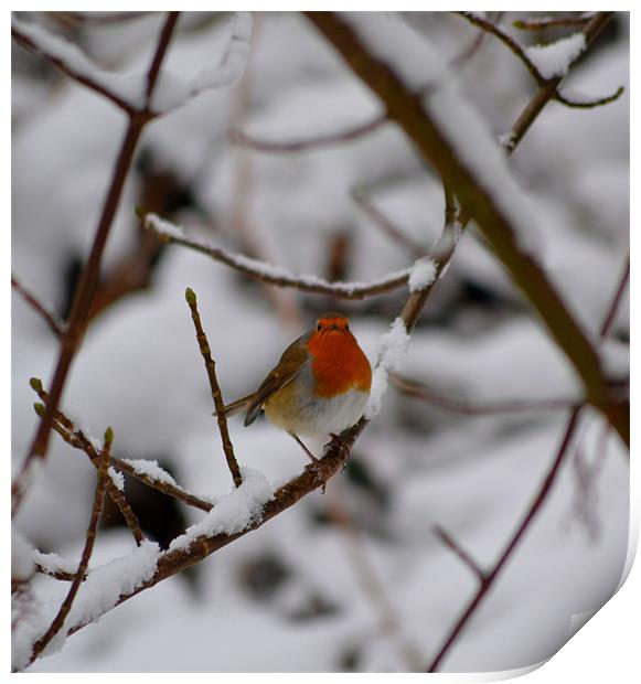 Robin red breast Print by Shaun Cope