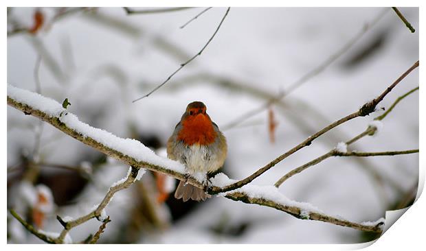 British robin red breast Print by Shaun Cope