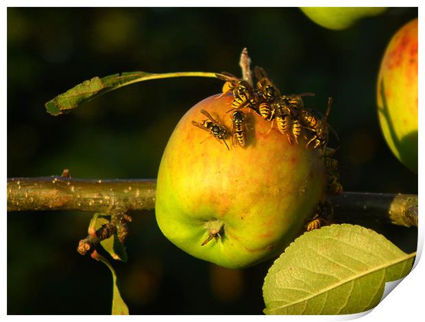 Wasps on summer apple Print by Shaun Cope
