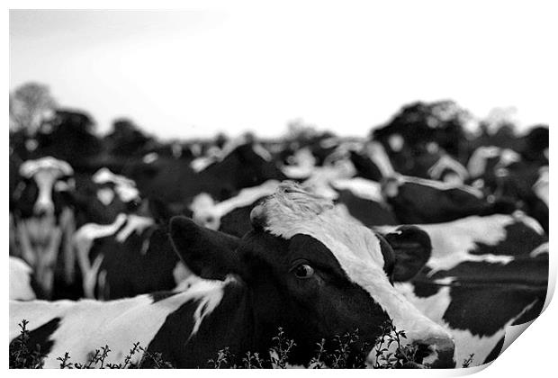 black and white cows Print by Shaun Cope