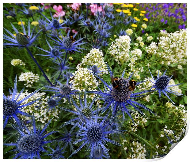  Eryngium Superbum Print by Shaun Cope