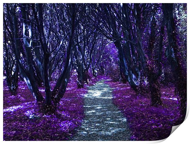A Lilac Coloured Walk Print by Martin Albones