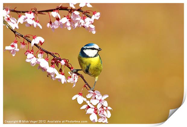 Blue Tit on blossom Print by Mick Vogel