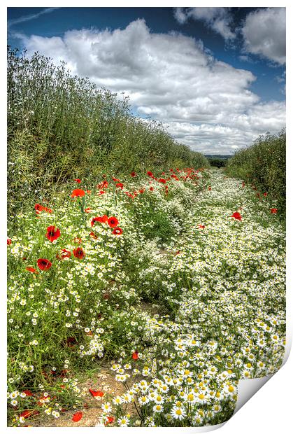 Camomile And Poppy Path Print by Mick Vogel