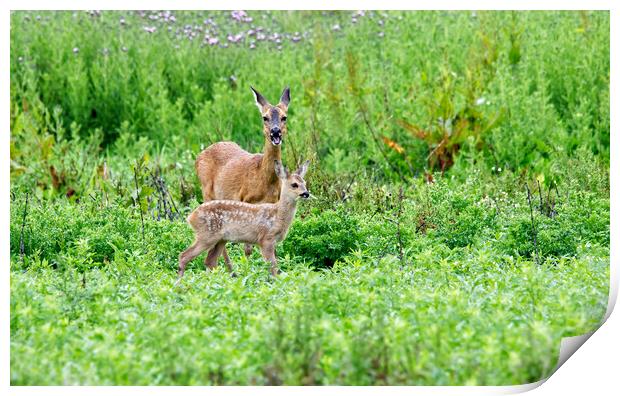 Roe Deer With Fawn Print by Mick Vogel