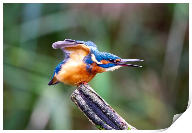 Stretching Kingfisher Print by Mick Vogel