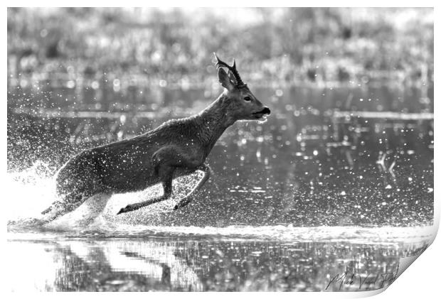 Roe Deer Running Through Water Print by Mick Vogel