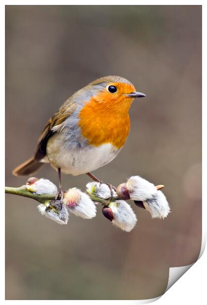 Robin Redbreast on Pussy Willow Print by Mick Vogel