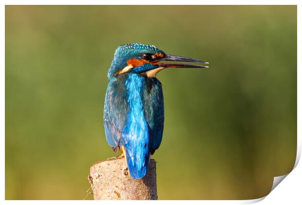 Calling Kingfisher Print by Mick Vogel