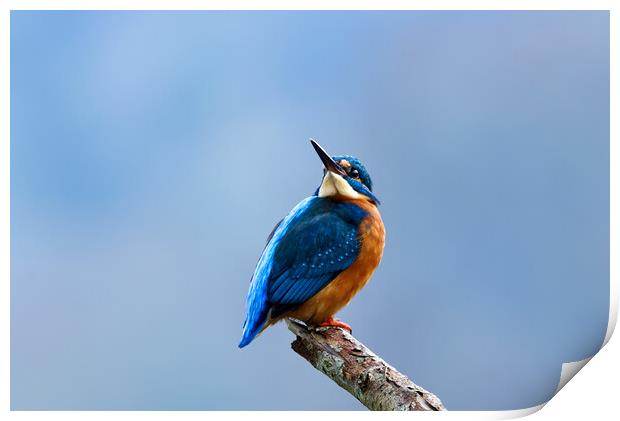 Kingfisher Looking Skywards Print by Mick Vogel