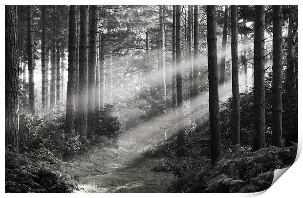 Morning Rays Print by Tracey Whitefoot