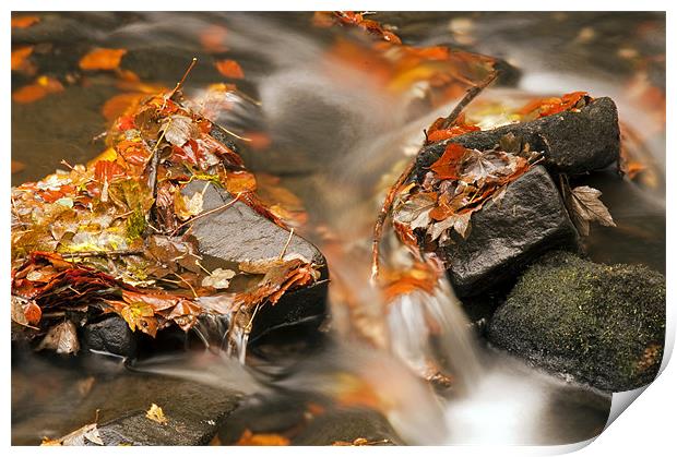 Autumn Flow Print by Tracey Whitefoot