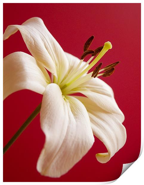 Lily Print by Tracey Whitefoot