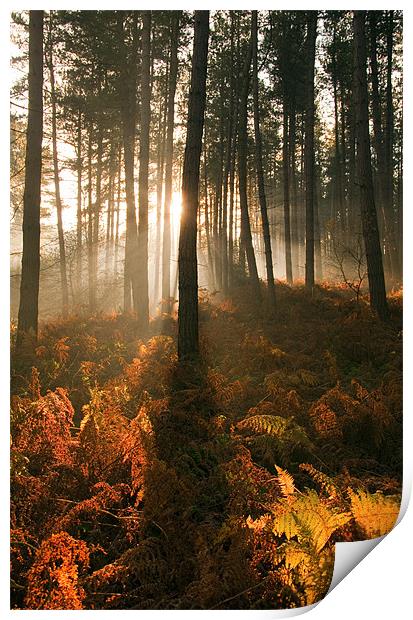 Golden Light Print by Tracey Whitefoot