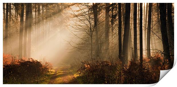 Morning Light Print by Tracey Whitefoot