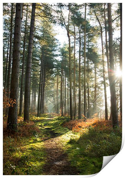 Sherwood Forest Print by Tracey Whitefoot