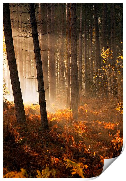 Autumn Light  Print by Tracey Whitefoot