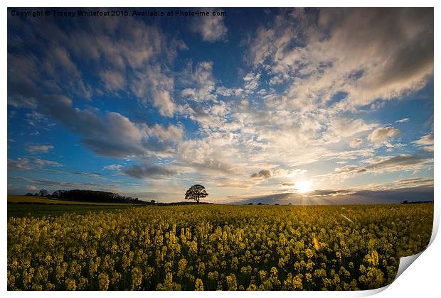  Rapeseed Sunset  Print by Tracey Whitefoot