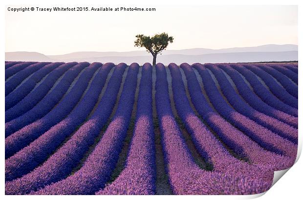  Lavender  Print by Tracey Whitefoot