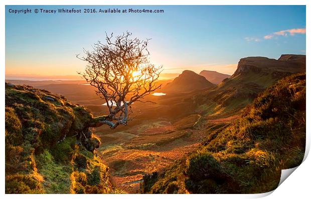 The Quiraing Tree Print by Tracey Whitefoot