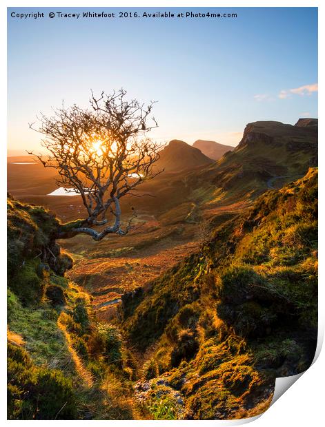The Quiraing Tree  Print by Tracey Whitefoot