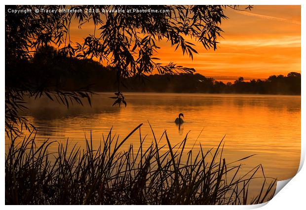 Sunrise Swim  Print by Tracey Whitefoot