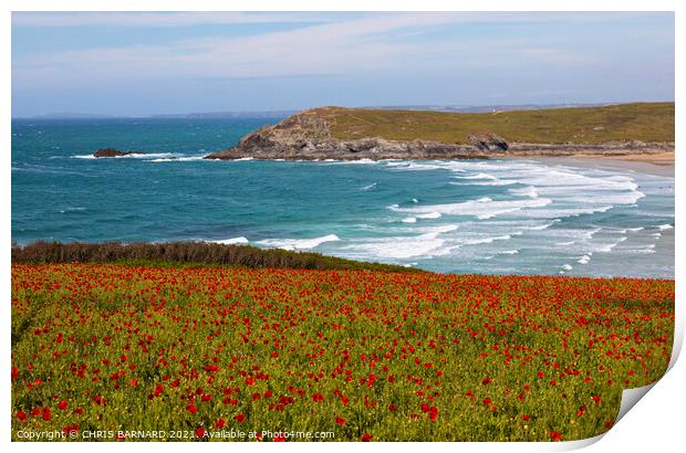 West Pentire Poppies Print by CHRIS BARNARD