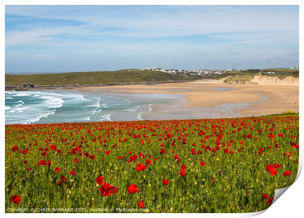 Poppies West Pentire Print by CHRIS BARNARD