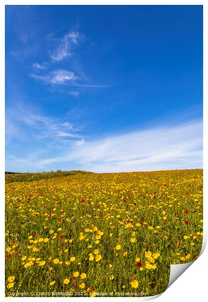 Corn Marigolds at West Pentire Print by CHRIS BARNARD