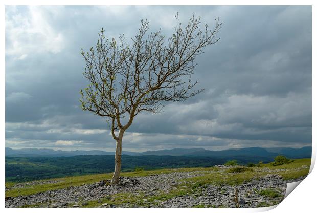 Lone Tree Print by CHRIS BARNARD