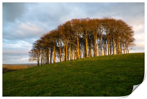 The Nearly Home Trees Print by CHRIS BARNARD