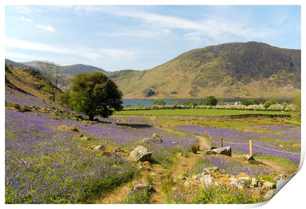 Rannerdale Bluebells Cumbria Print by CHRIS BARNARD