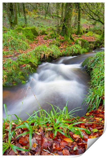 Golitha Woods Cornwall Print by CHRIS BARNARD