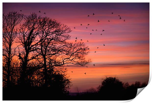 Home to Roost Print by steve weston