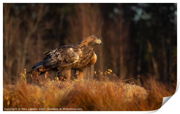 Golden Eagle Print by Pete Lawless