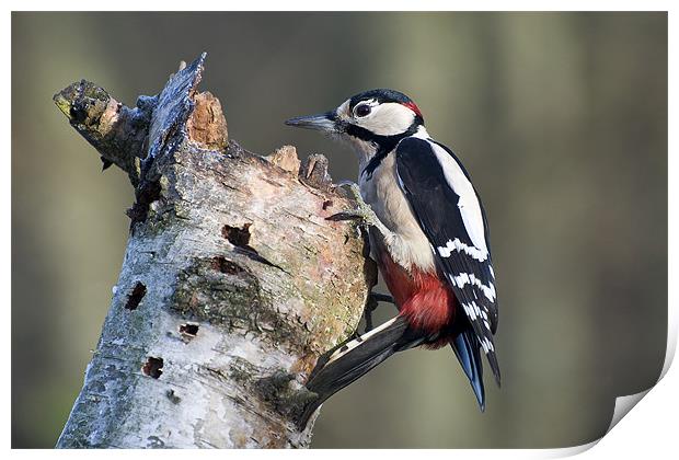 Greater Spotted Woodpecker (Dendrocopos major) Print by Pete Lawless