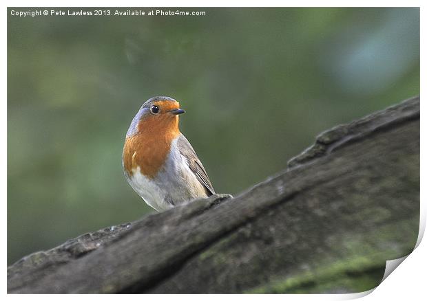 Robin (Erithacus rubecula) Print by Pete Lawless