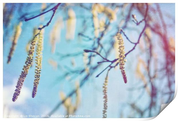 Catkins to Announce the Arrival of Spring Print by Liz Shewan