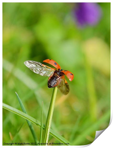 Ladybird Lift Off Print by Mark  F Banks