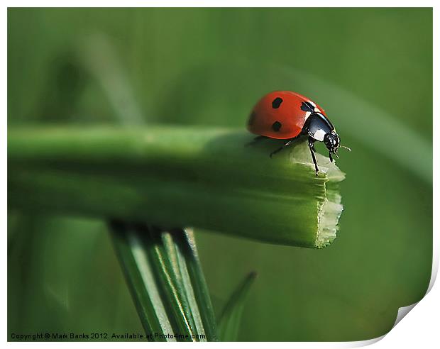 Ladybird Decision Time Print by Mark  F Banks