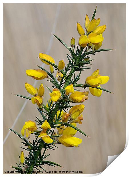 Gorse Flowers Print by Mark  F Banks