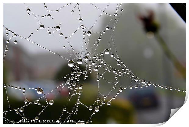 Dewy Spiderweb Print by Mark  F Banks