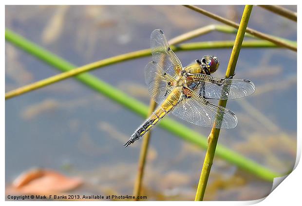 Broad - bodied Chaser [ Female ] Print by Mark  F Banks